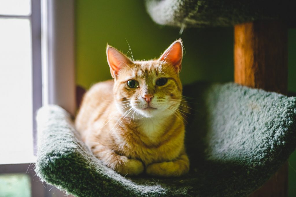 Comment choisir un arbre à chat ?